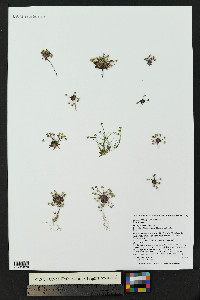 Androsace septentrionalis image