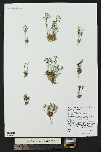 Androsace septentrionalis image