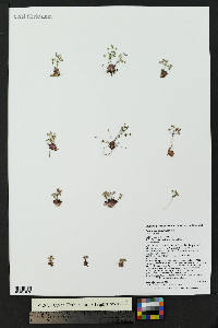 Androsace septentrionalis image