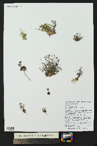 Androsace septentrionalis image