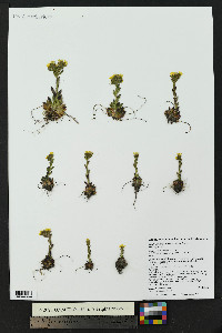 Saxifraga flagellaris image