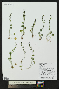 Saxifraga cernua image