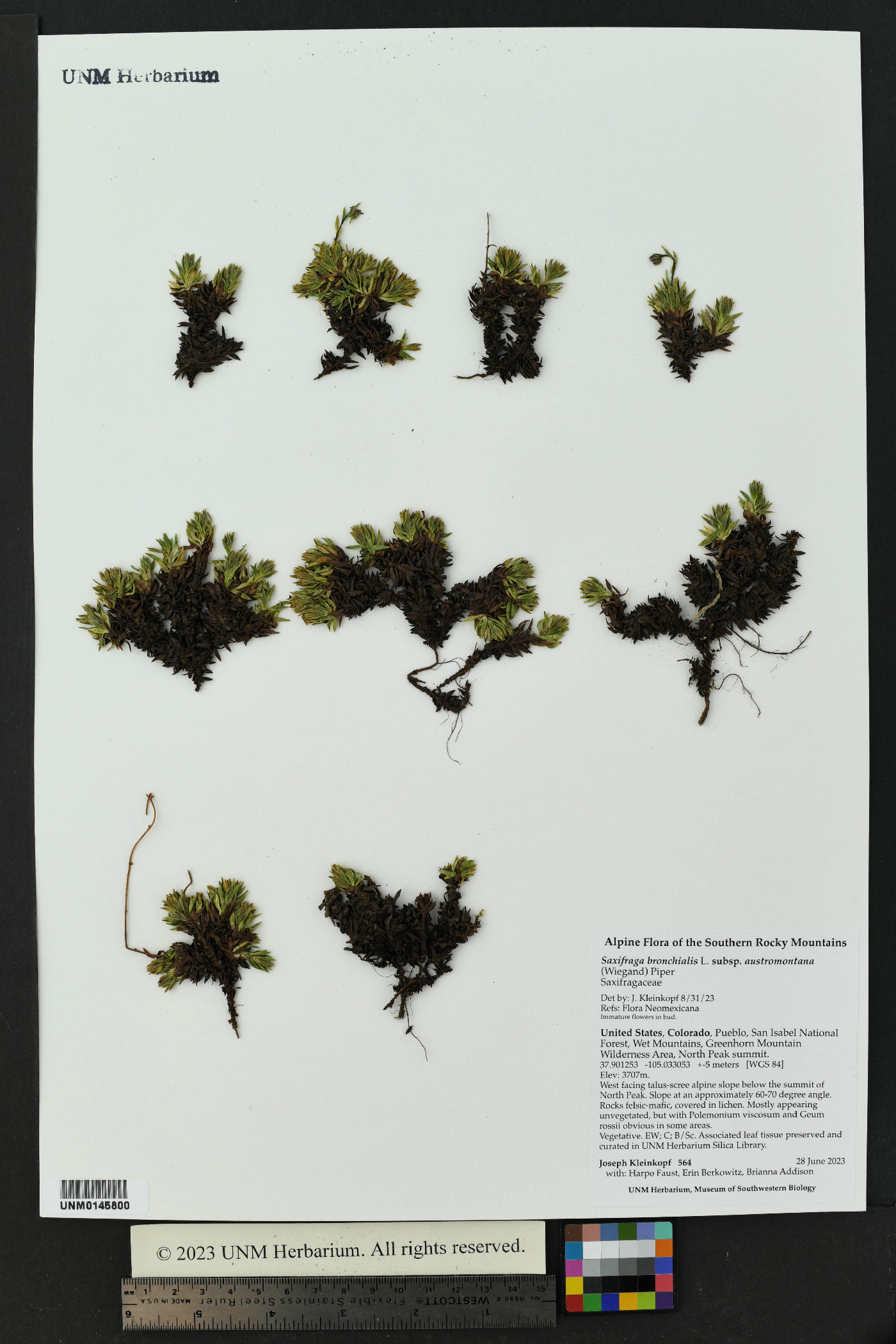 Saxifraga bronchialis subsp. austromontana image