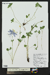 Aquilegia coerulea image