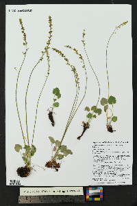 Heuchera parvifolia image