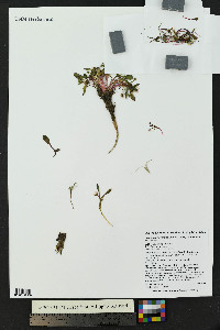 Claytonia megarhiza image