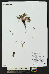 Claytonia megarhiza image