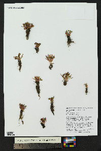 Lewisia pygmaea image