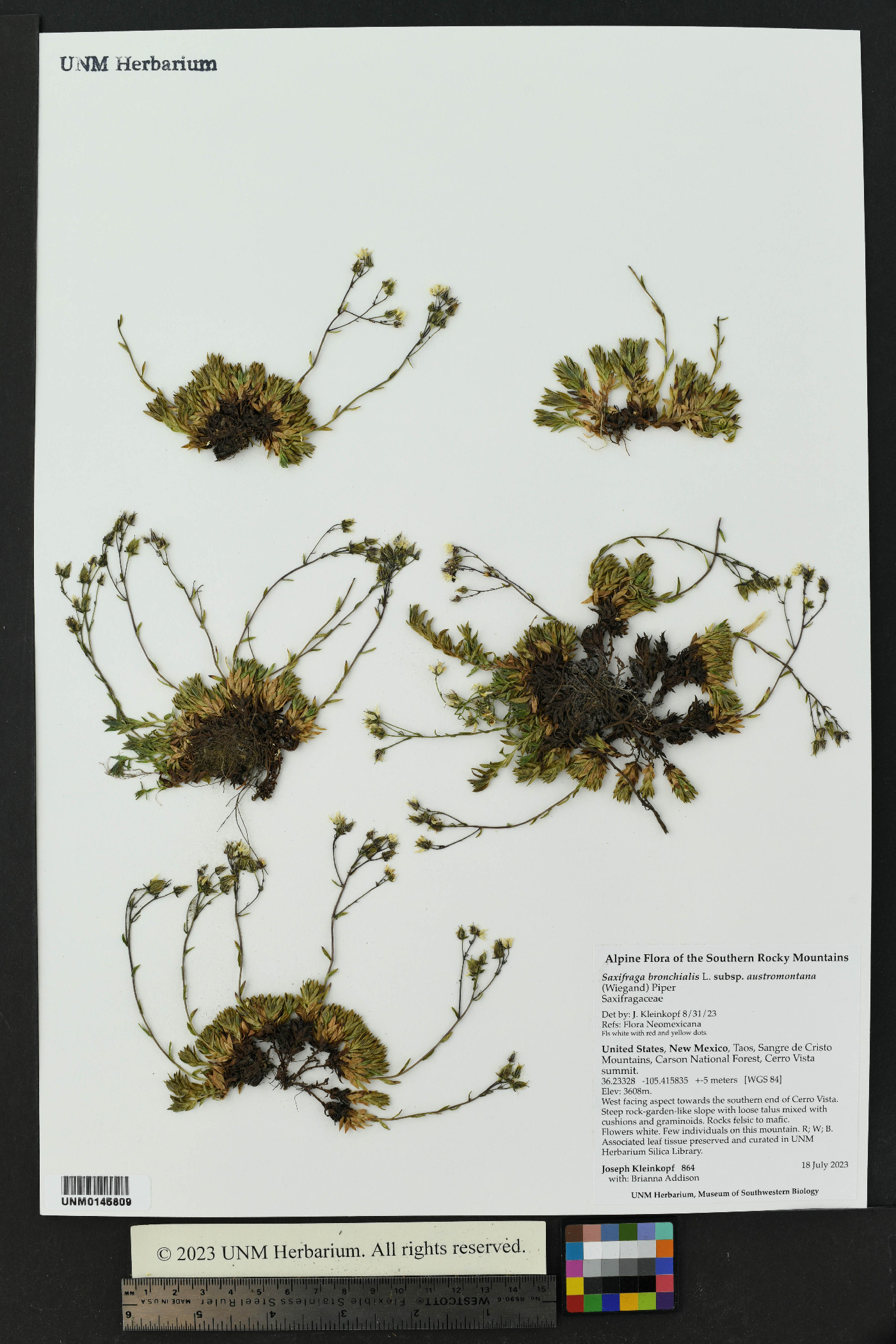 Saxifraga bronchialis subsp. austromontana image