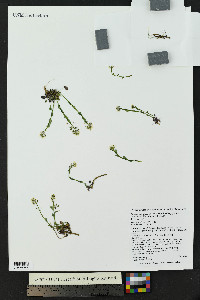 Noccaea fendleri subsp. glauca image