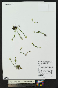 Noccaea fendleri subsp. glauca image