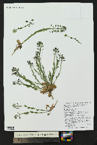 Noccaea fendleri subsp. glauca image