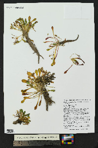 Claytonia megarhiza image