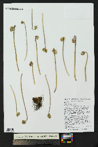 Micranthes rhomboidea image