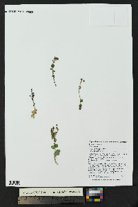 Saxifraga cernua image