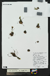 Saxifraga flagellaris image