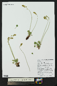 Heuchera parvifolia image