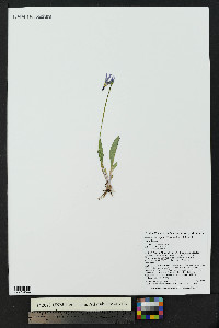 Primula pauciflora image