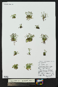 Androsace septentrionalis image