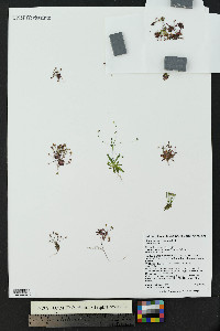 Androsace septentrionalis image