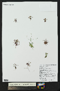 Androsace septentrionalis image