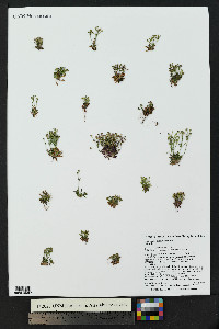 Androsace septentrionalis image