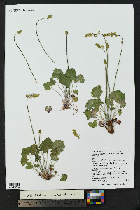 Heuchera parvifolia image