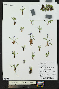 Primula angustifolia image