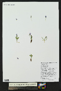 Primula angustifolia image