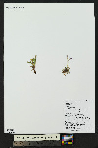 Primula angustifolia image