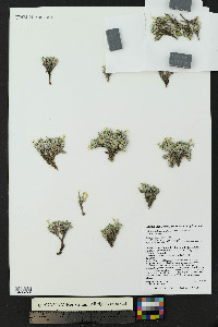 Phlox condensata image