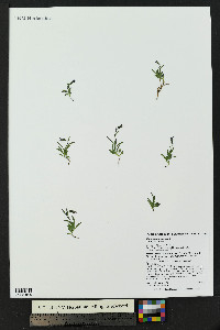 Campanula uniflora image