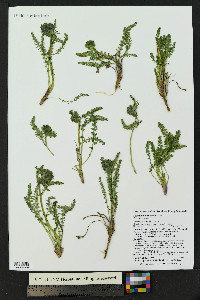 Polemonium viscosum image