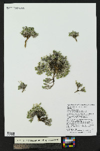 Phlox condensata image