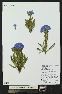 Polemonium viscosum image