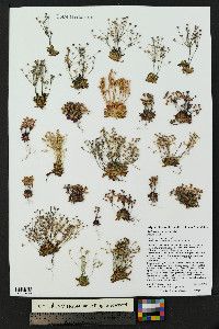 Androsace septentrionalis image