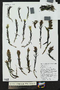 Castilleja occidentalis image