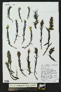 Castilleja occidentalis image