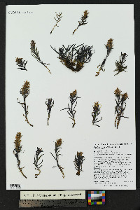 Castilleja haydenii image