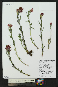 Castilleja miniata var. miniata image