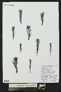 Castilleja haydenii image