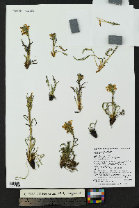 Pedicularis parryi image