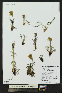 Pedicularis parryi image