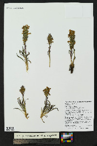 Pedicularis parryi image