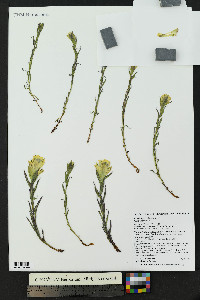 Castilleja occidentalis image