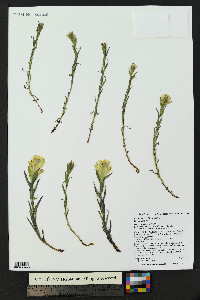 Castilleja occidentalis image