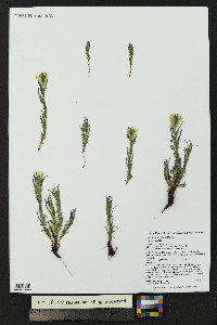 Castilleja occidentalis image