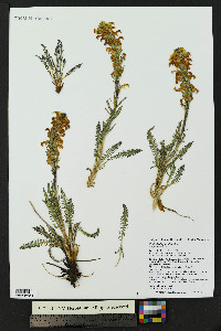 Pedicularis parryi image