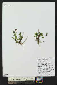 Penstemon whippleanus image