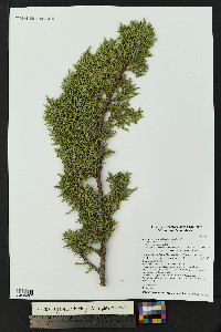 Juniperus monosperma image